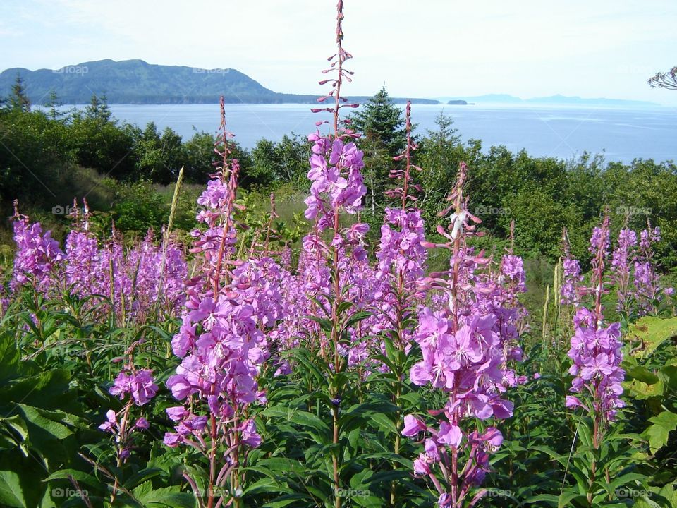 Fireweed
Kodiak, Alaska
