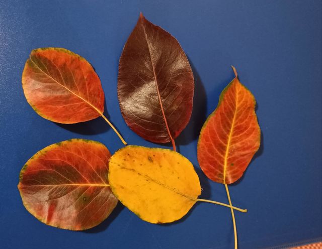 Autumn leaves