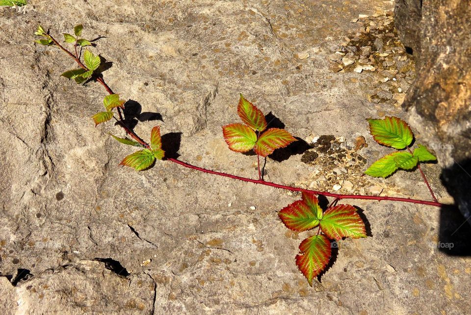 brambles on the rocks