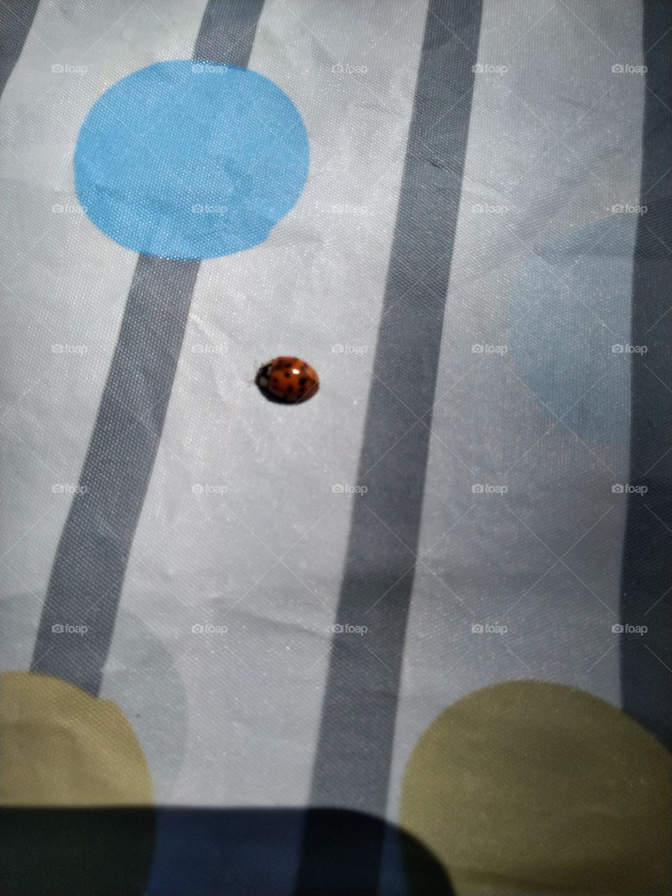 ladybug