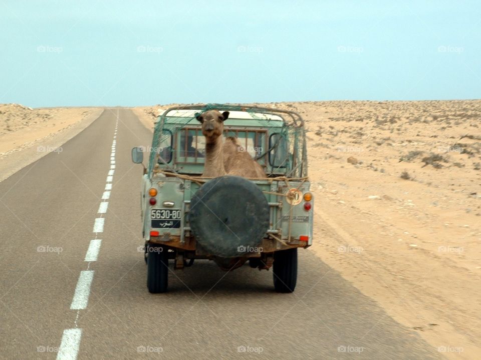Camel Trophy, Camel in back of Land Rover, Morocco, Africa