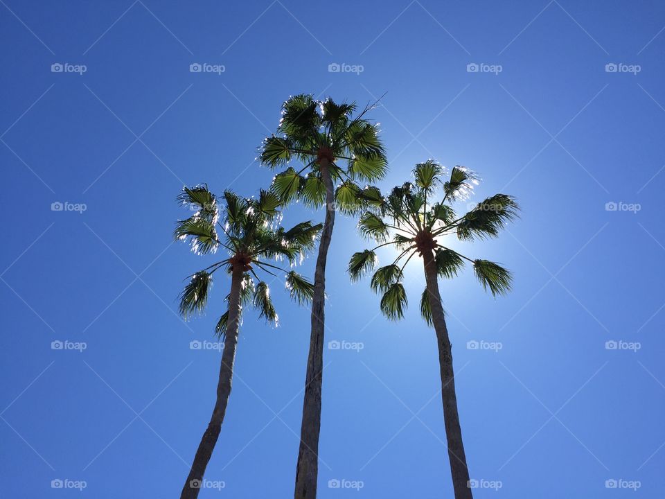 Three tall green palm trees on cloudless blue sky blocking the Sun.