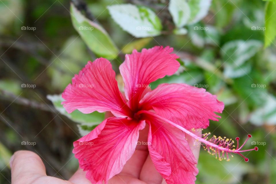 A vibrant and tropical pink flower- this will make anyone think of summer and warm weather. 