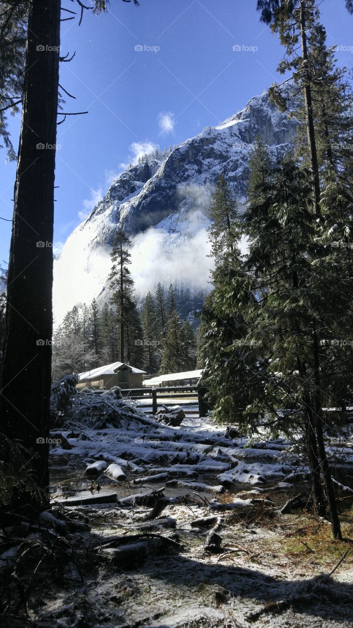Snowy Morning in Yosemite
