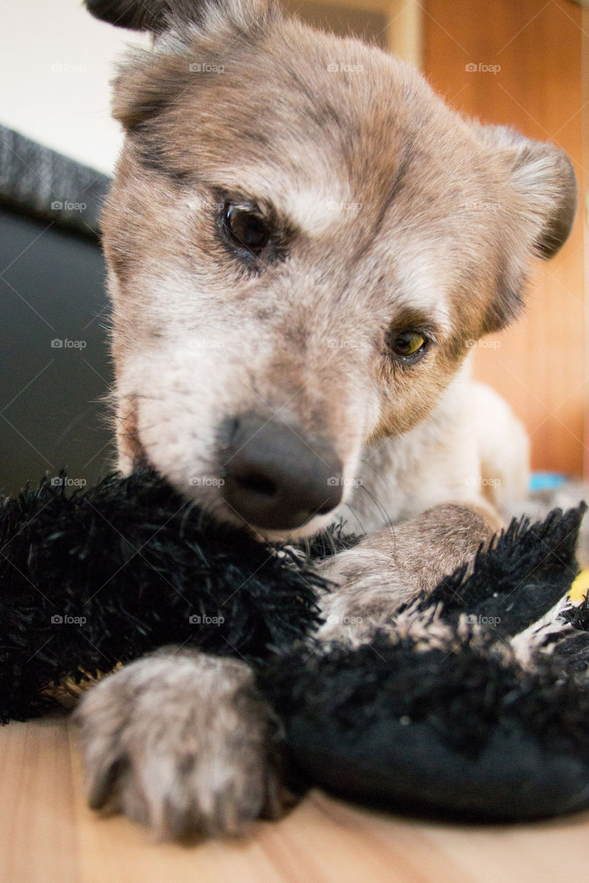 Cute dog playing with her toy