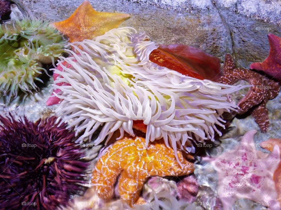 Colorful underwater species