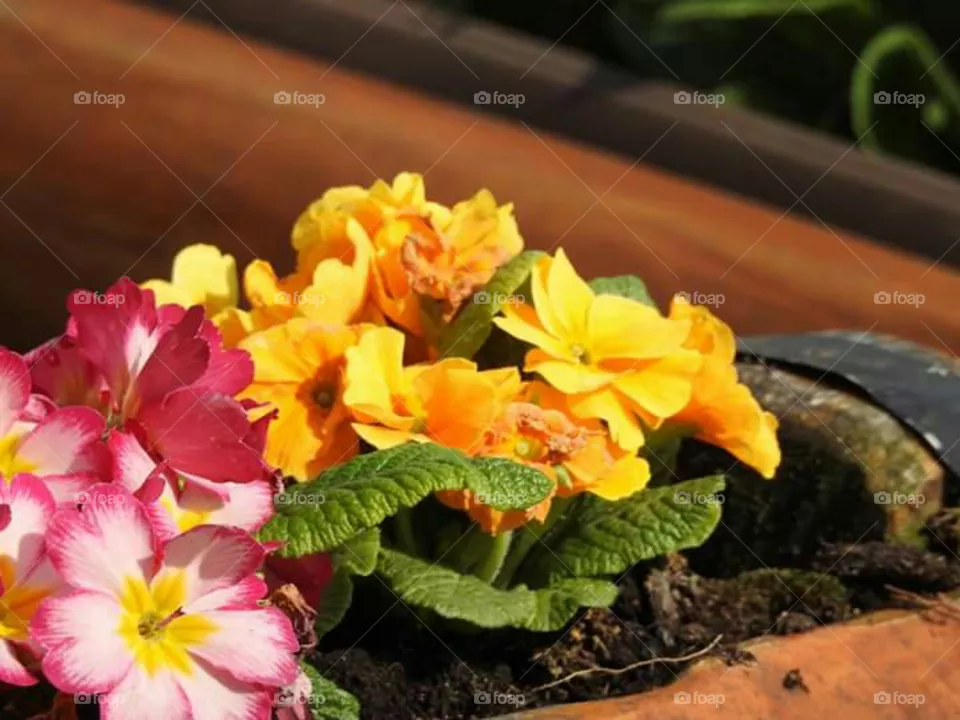 flower