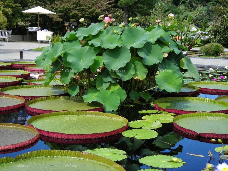 beautiful pond