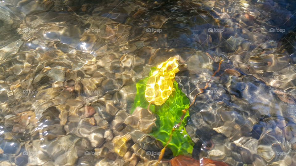 autumn yellow and green leaves fell into the river and plunged into the water, where the sun fell, making the water and leaves Shine, autumn picture