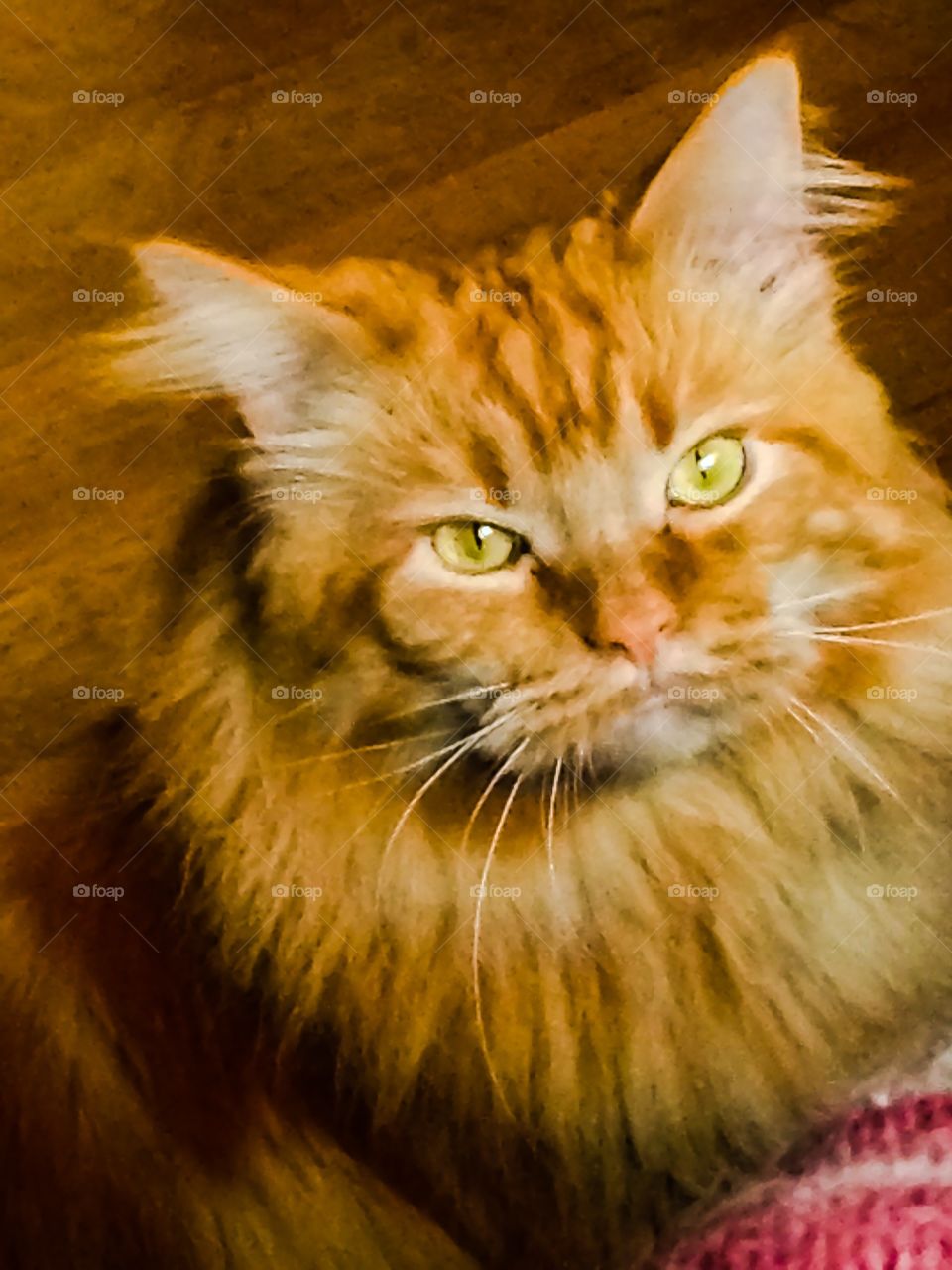 Maine coon