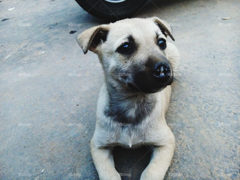 pet