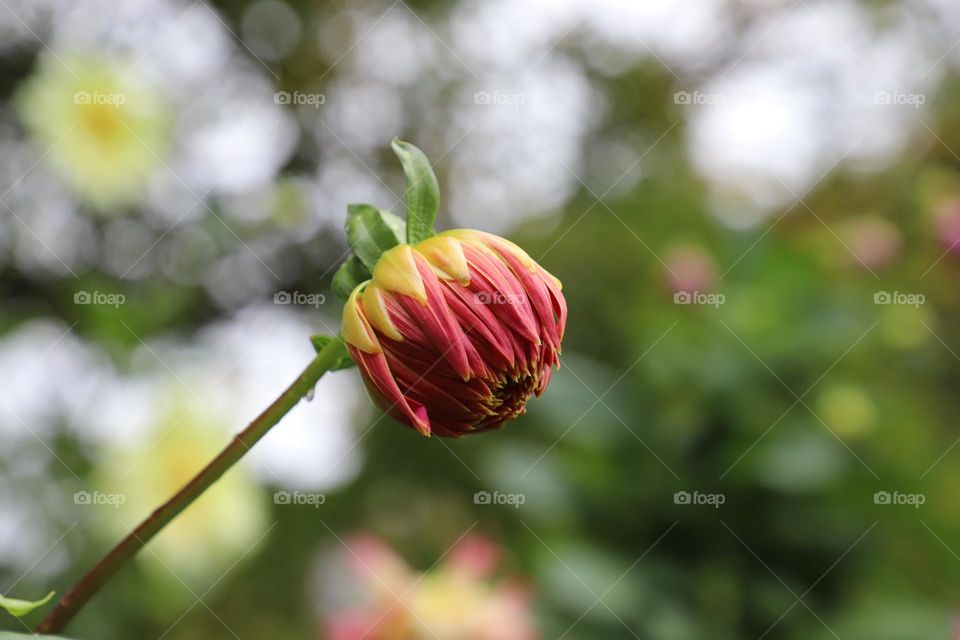 Flower closed on a rainy day