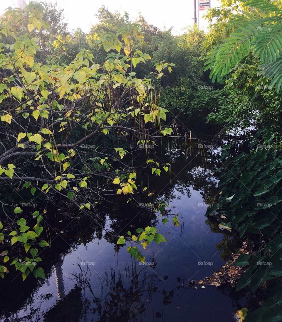 A pretty blue stream with greenery along its banks in the country. 