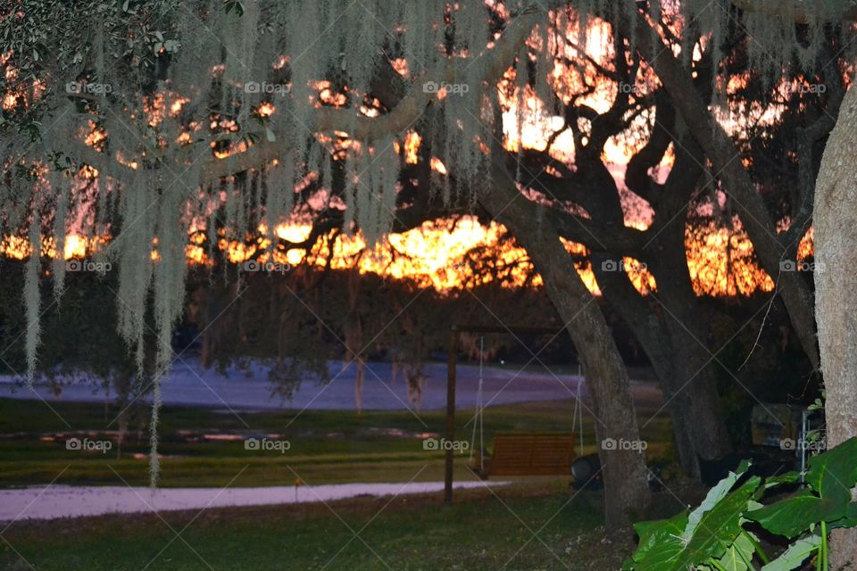 Flame, No Person, Tree, Light, Park