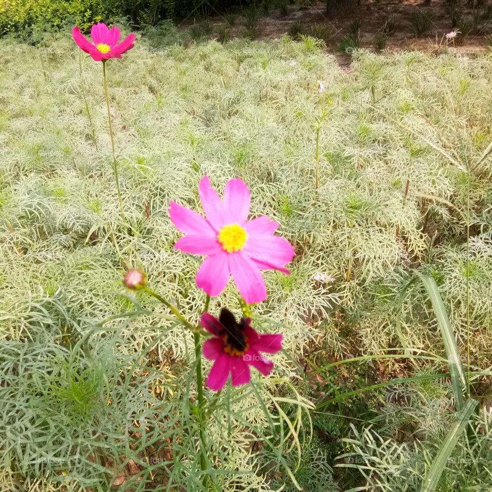 Cakrawala bunga/زهرة الأفق/Flower horizon/花草视界