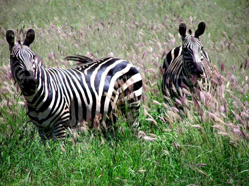 nature animal wildlife kenya by kevsrich