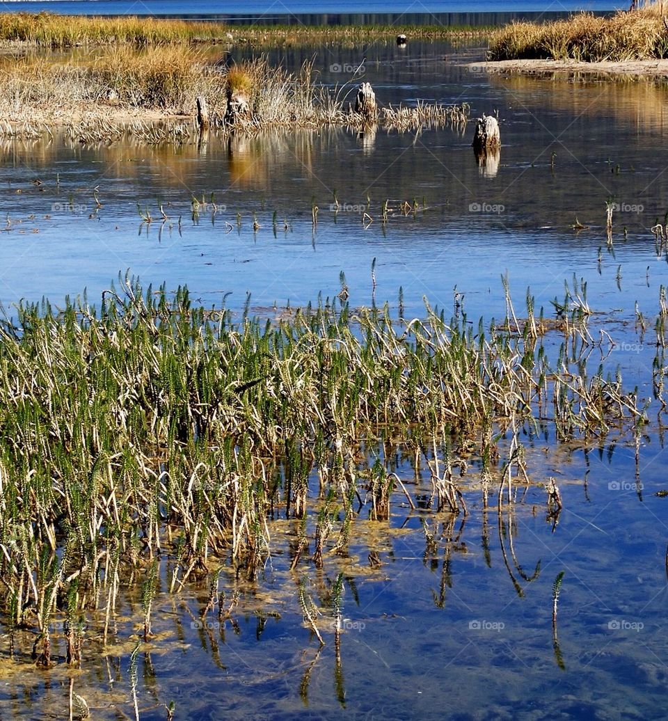 Enter the lake