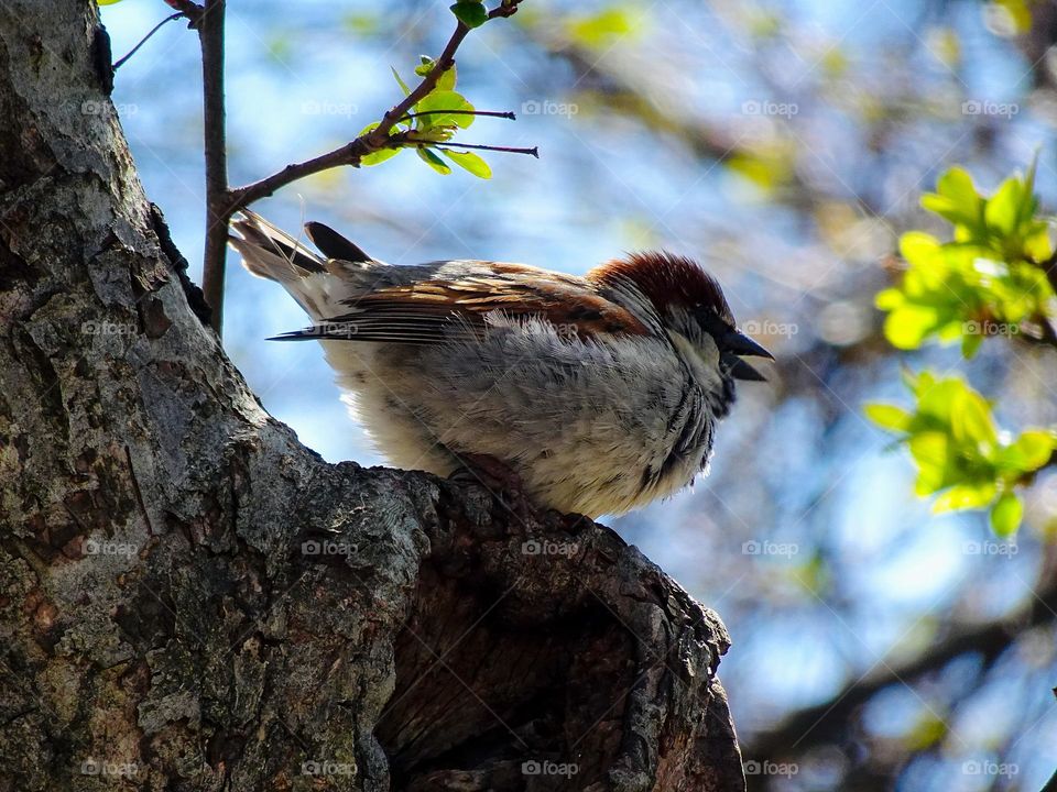 The sparrow on the tree