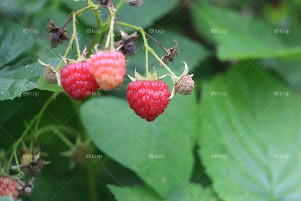 Raspberries hanging on plant