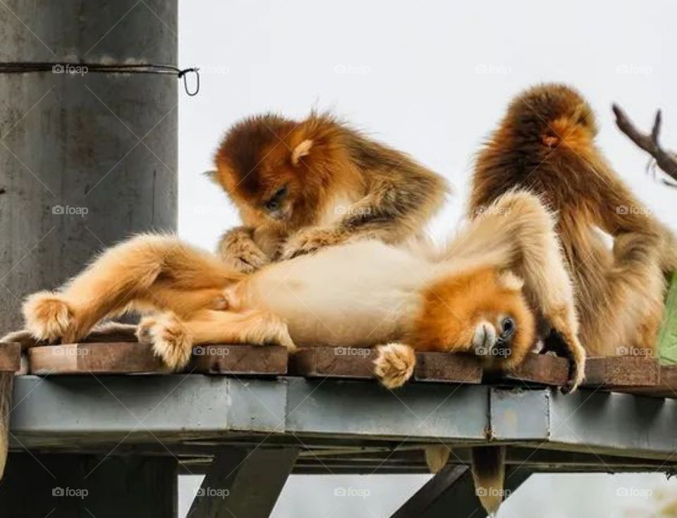 monkey 🐒🙈🙊🐵