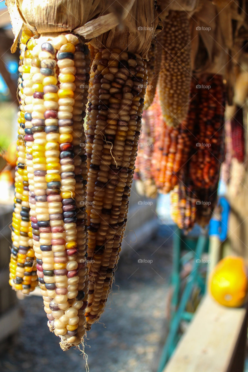 Autumn corn at a farmers market in Maryland. 