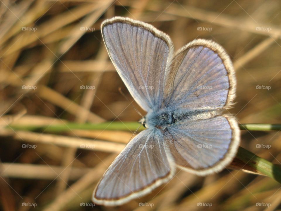 Blue butterfly on the grass