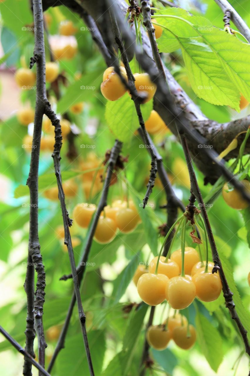 Cherries