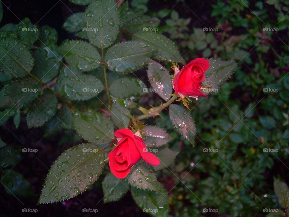 Rose buds in the rain