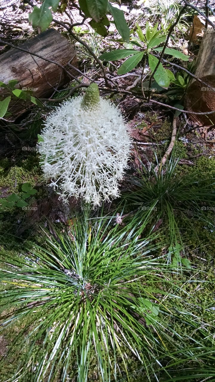 bear grass