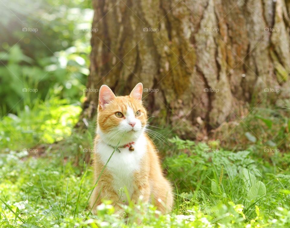 Orange cat outdoor In summer