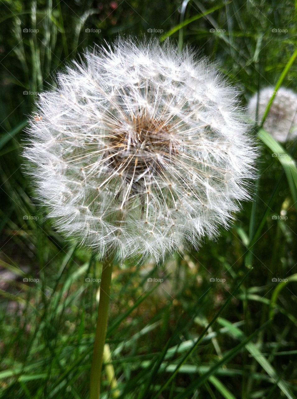 botany nature dandelion infructescence by bj