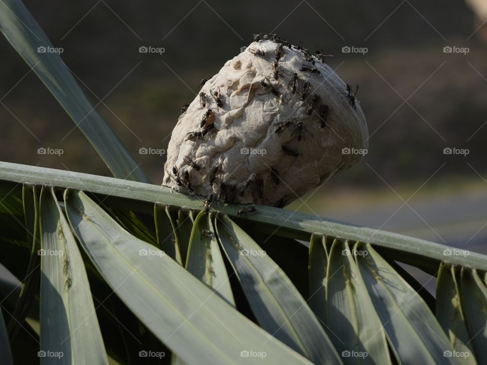 Wasp nest

￼