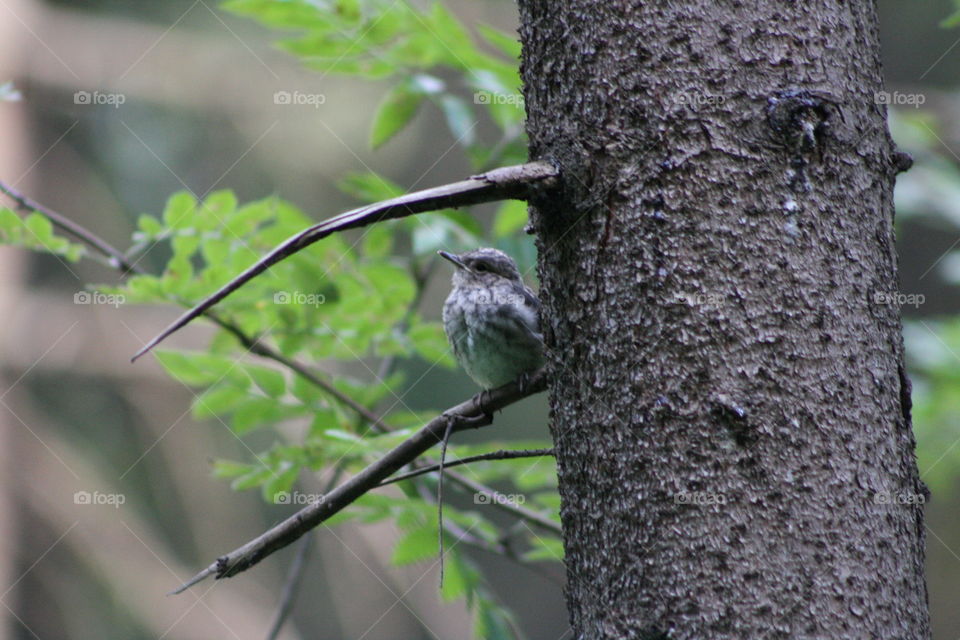 Bird on a tree branch in the forest