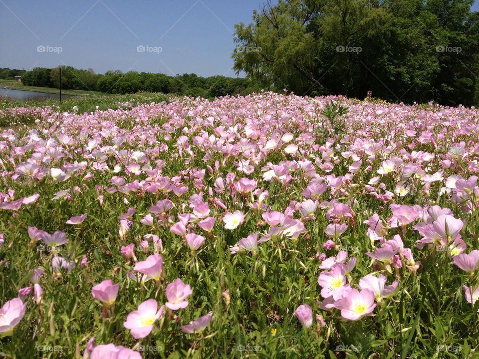 Field of pink. Primrose blanket