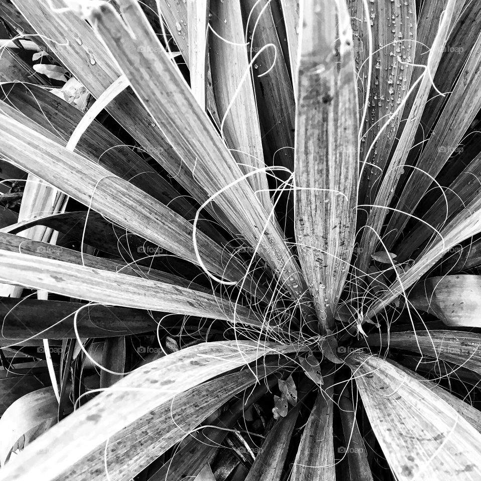 Almost abstract lines and shapes of a succulent in monochrome
