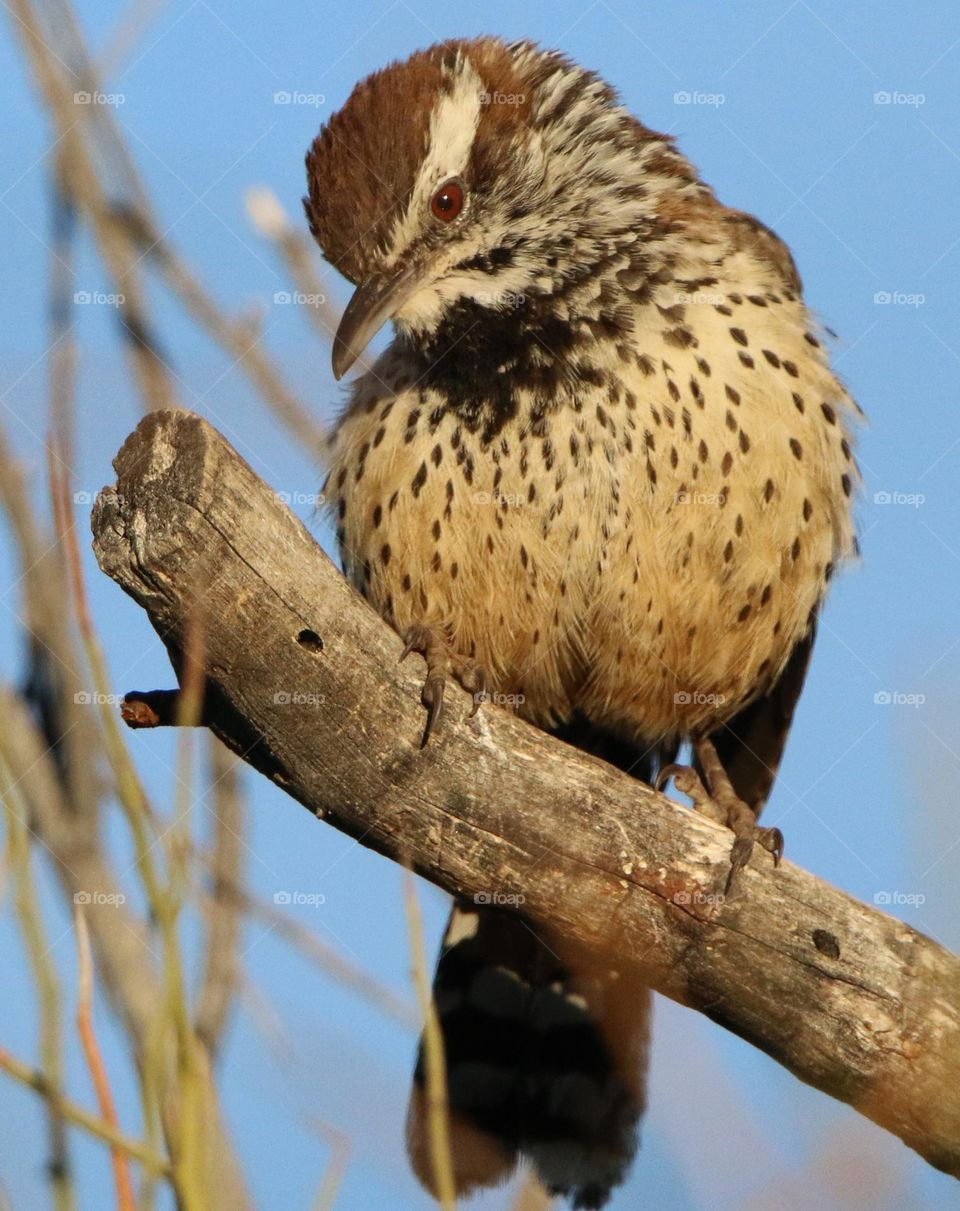 Cactus Wren on a Branch