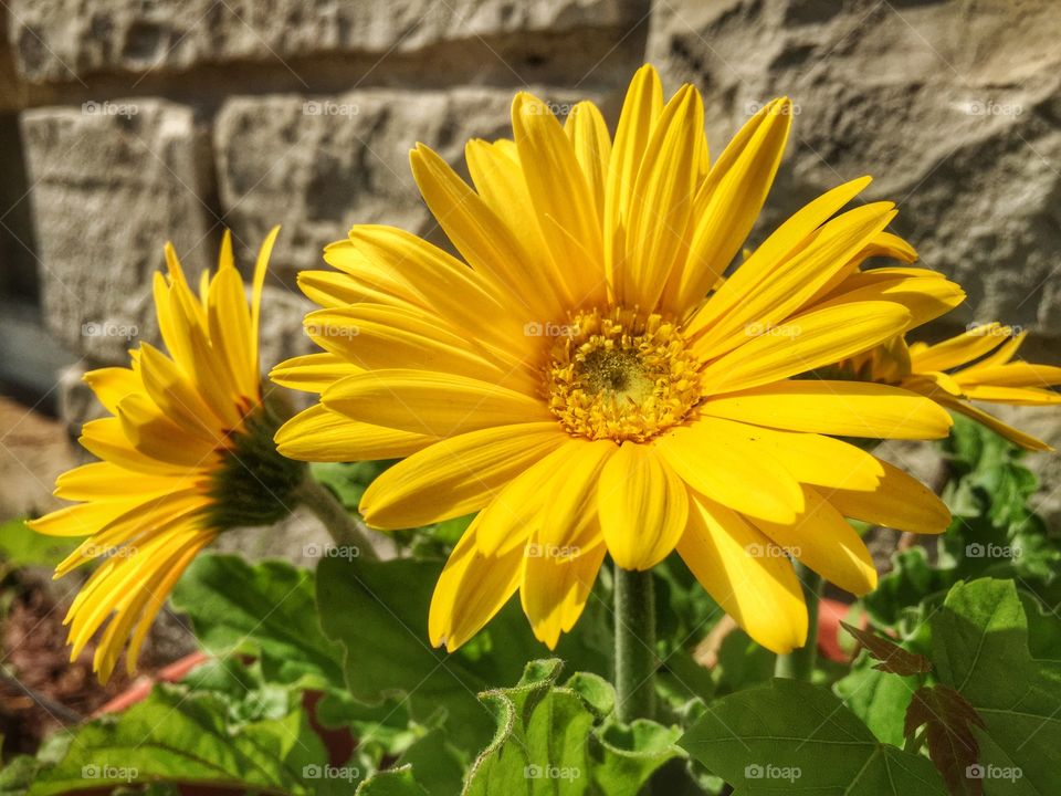 Bright summer daisies