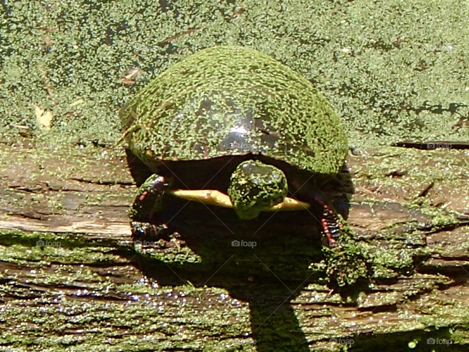 Turtle with duckweed on a floating log, Mason Neck State Park, Virginia, May 2018