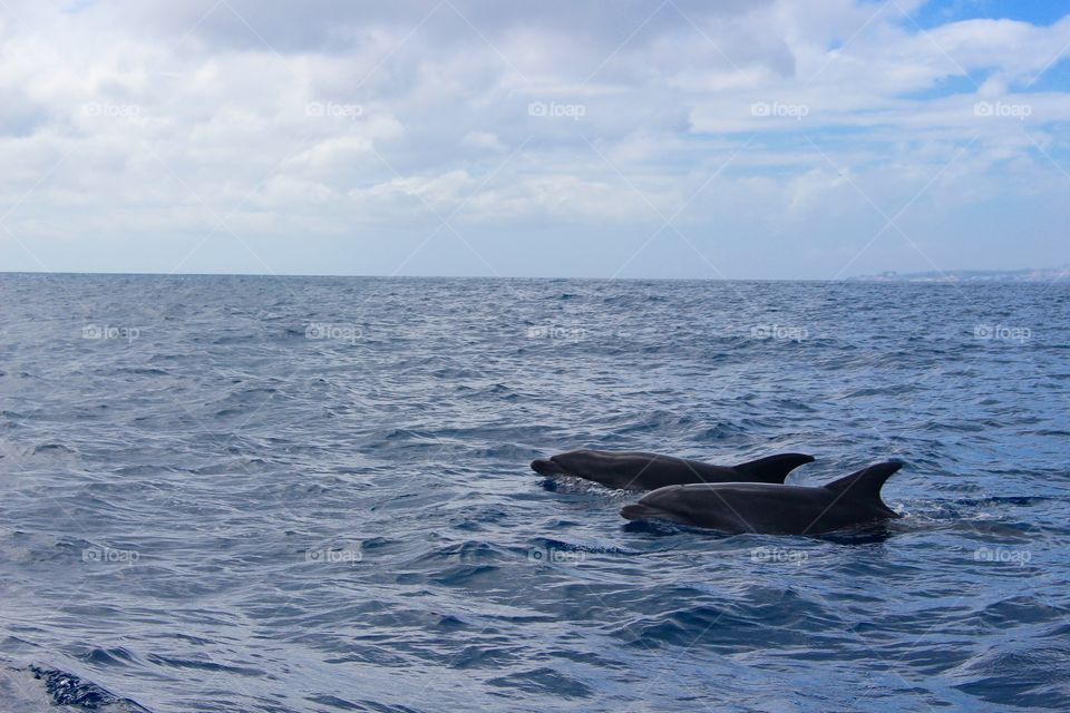 Dolphins