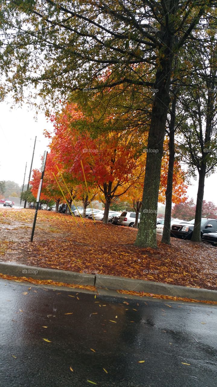 fall. fall in Georgia