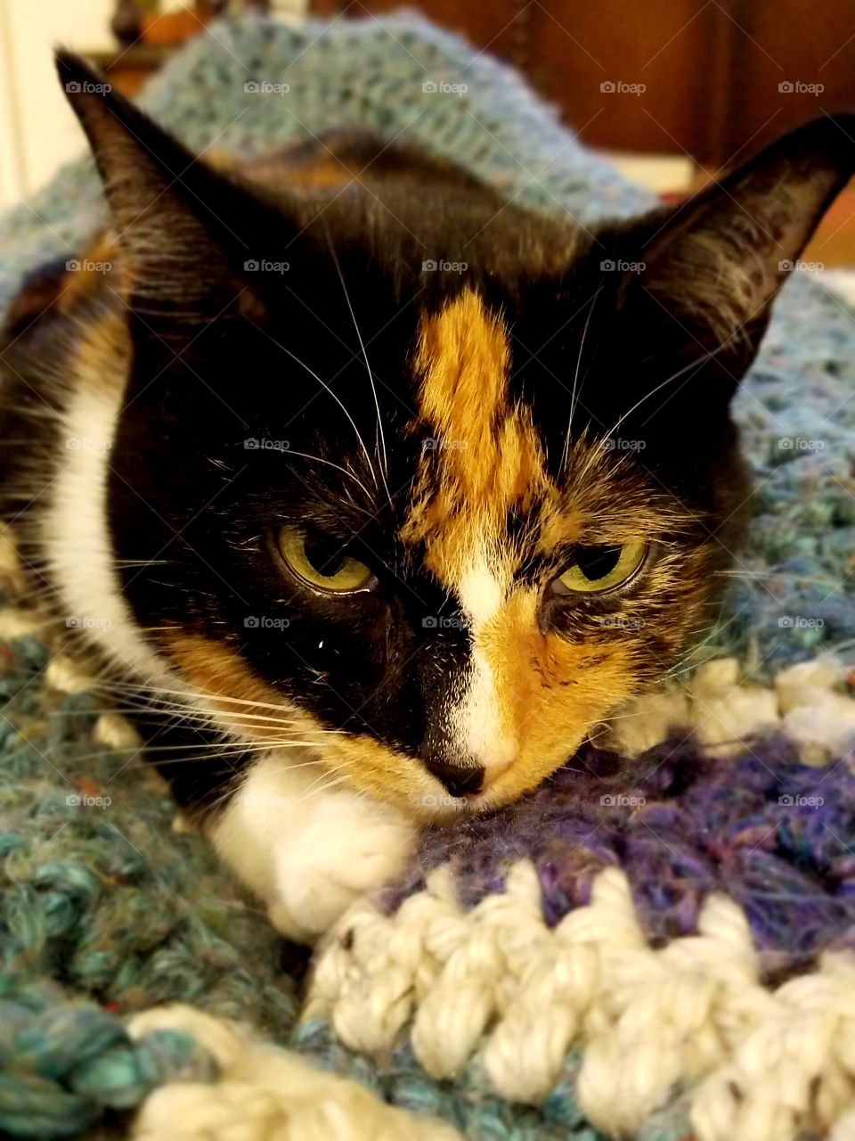 Calico Kitty all Snuggled in