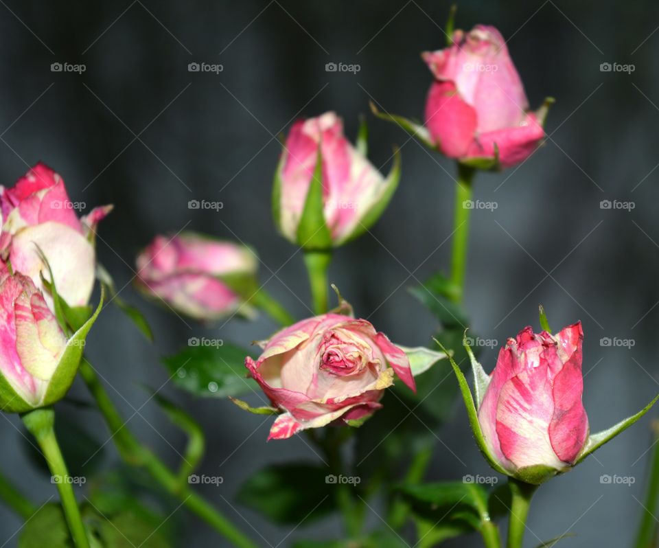 Flower, Nature, Flora, Leaf, Romance