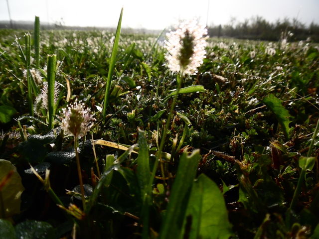 grass