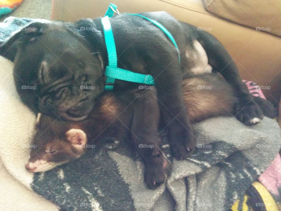 A pug puppy sleeps almost on top of a young ferret. They are close in age, only a few weeks apart.