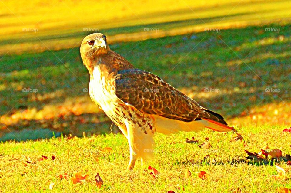 Red Tail Hawk