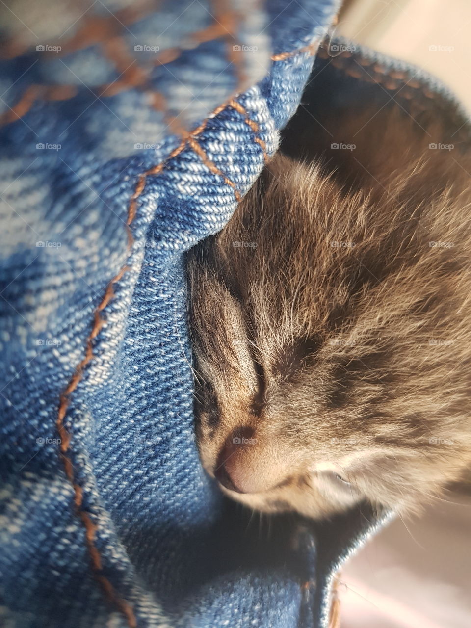 A tiny week old Bengal kitten. Her tiger markings on her face in this head shot not quite as strong as they will be as she grows. She is fast asleep cuddled into the pocket of my denim dress