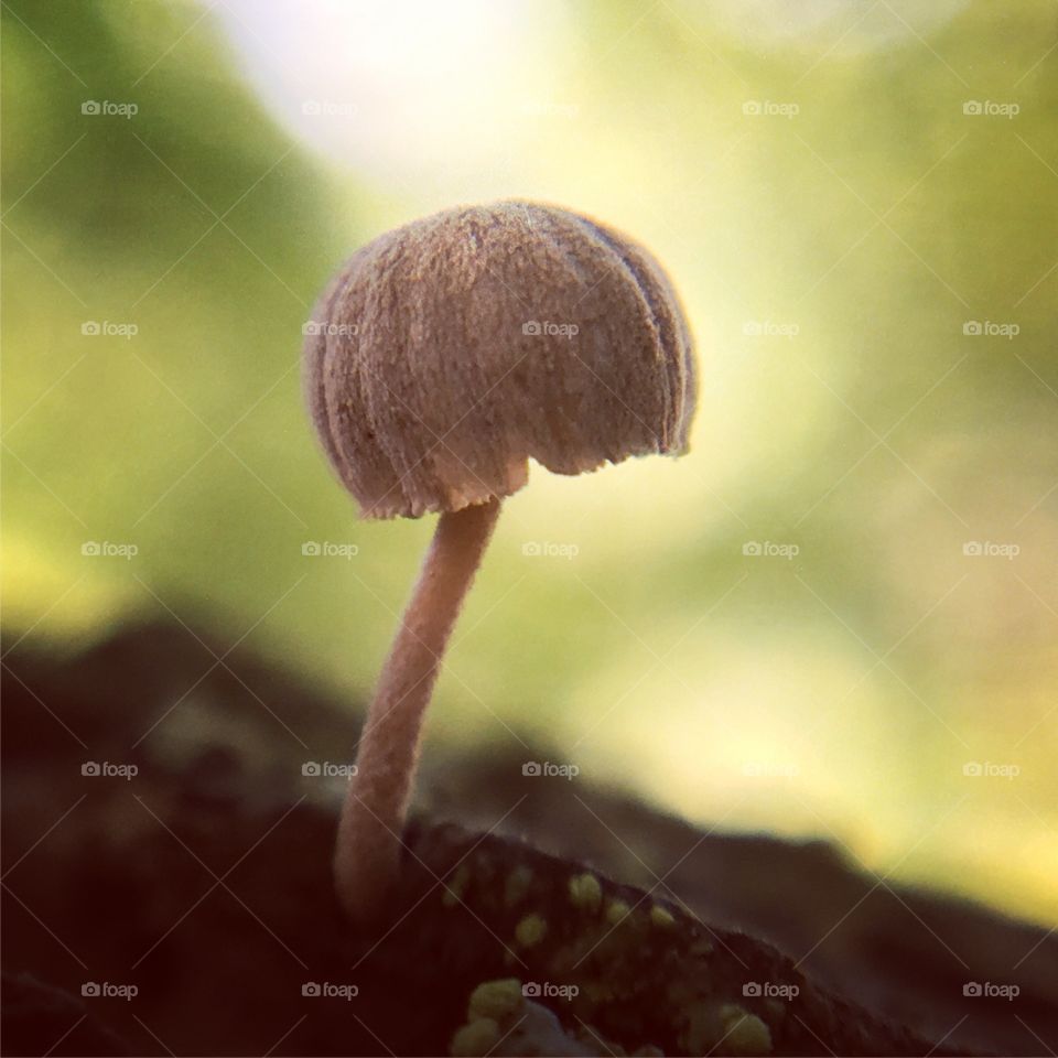 Mushroom on a tree