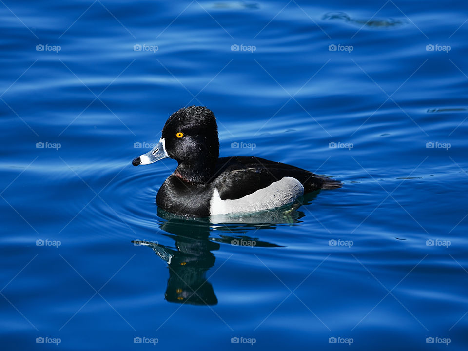 A ring-necked duck floats in a pond on a calm day