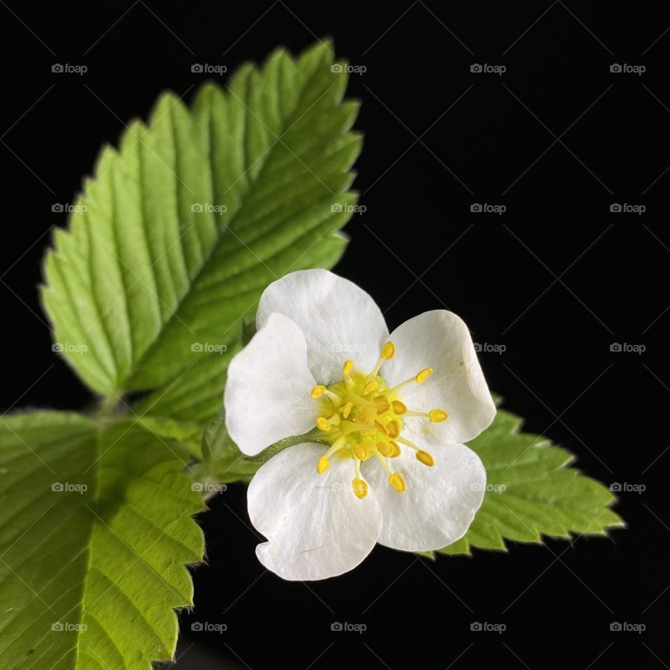 Beautiful plant in black background 