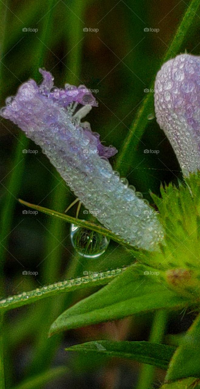 morning dew